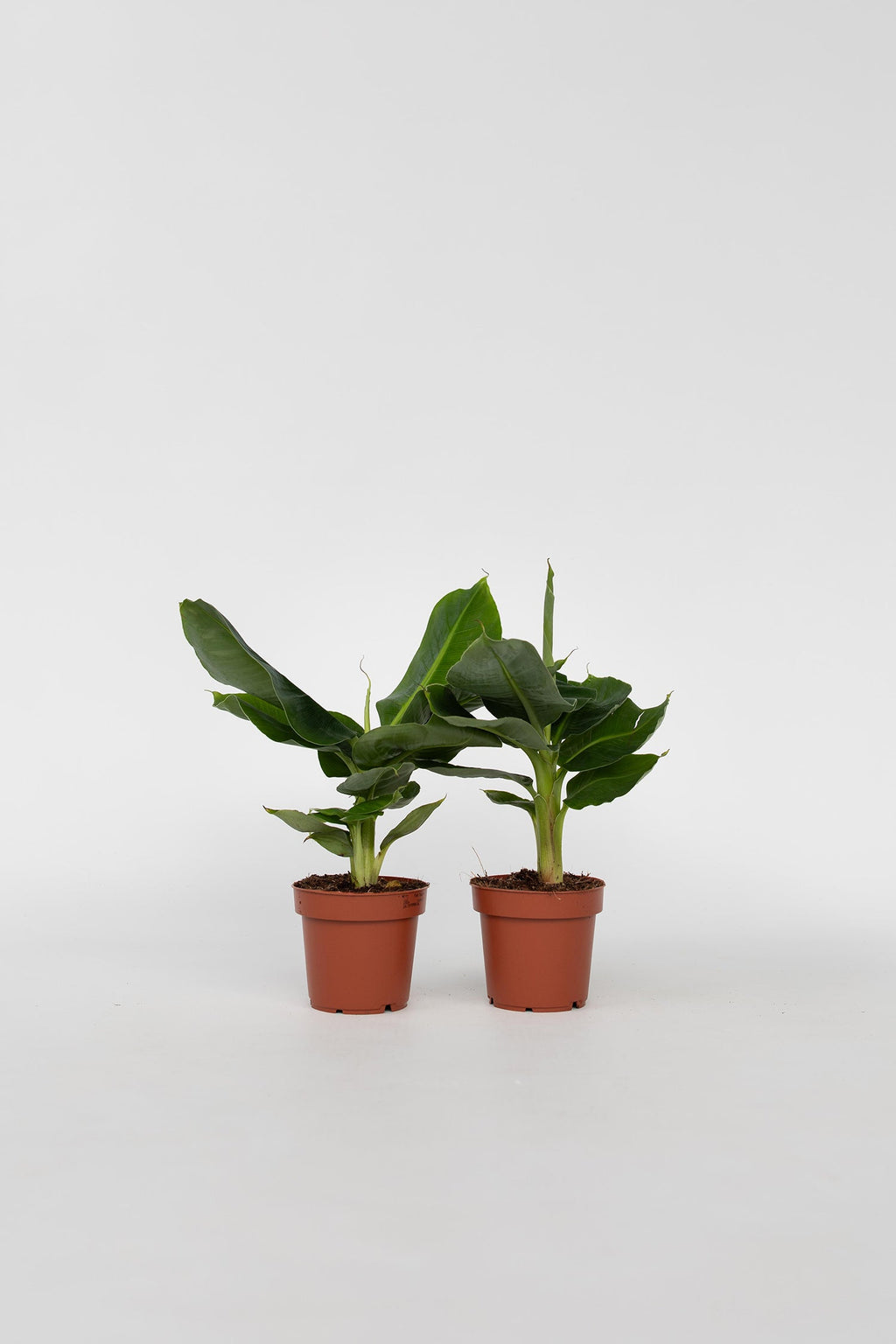 Lot De 2 Bananiers D’Intérieur 'Musa Oriental Dwarf' – Plante D’Intérieur