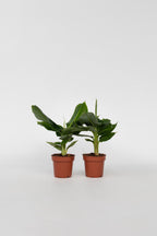 Lot De 2 Bananiers D’Intérieur 'Musa Oriental Dwarf' – Plante D’Intérieur