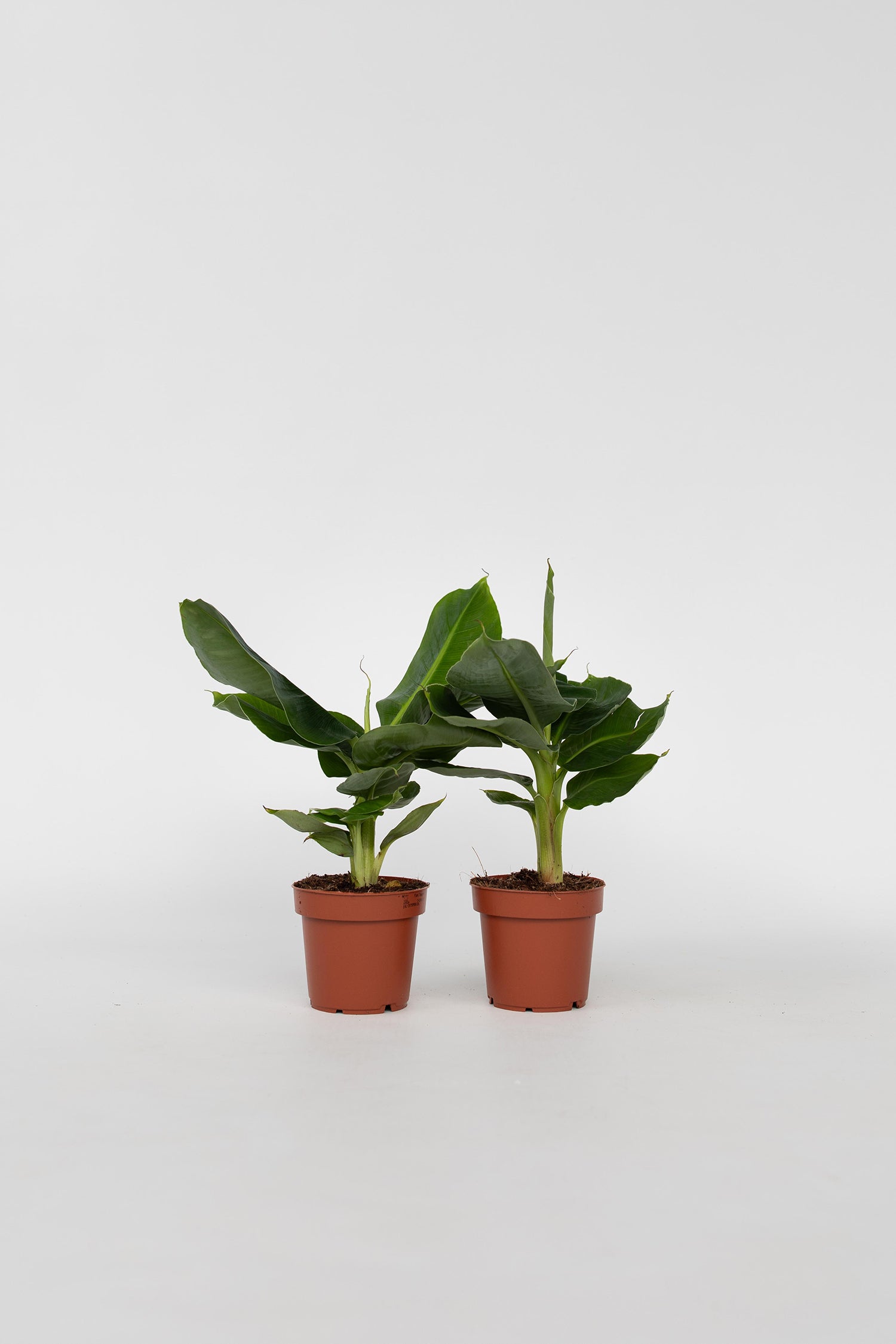 Lot De 2 Bananiers D’Intérieur 'Musa Oriental Dwarf' – Plante D’Intérieur
