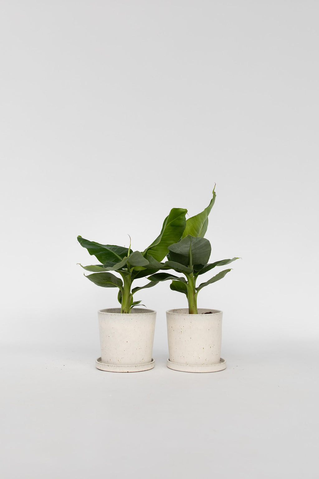 Lot De 2 Bananiers D’Intérieur 'Musa Oriental Dwarf' – Plante D’Intérieur