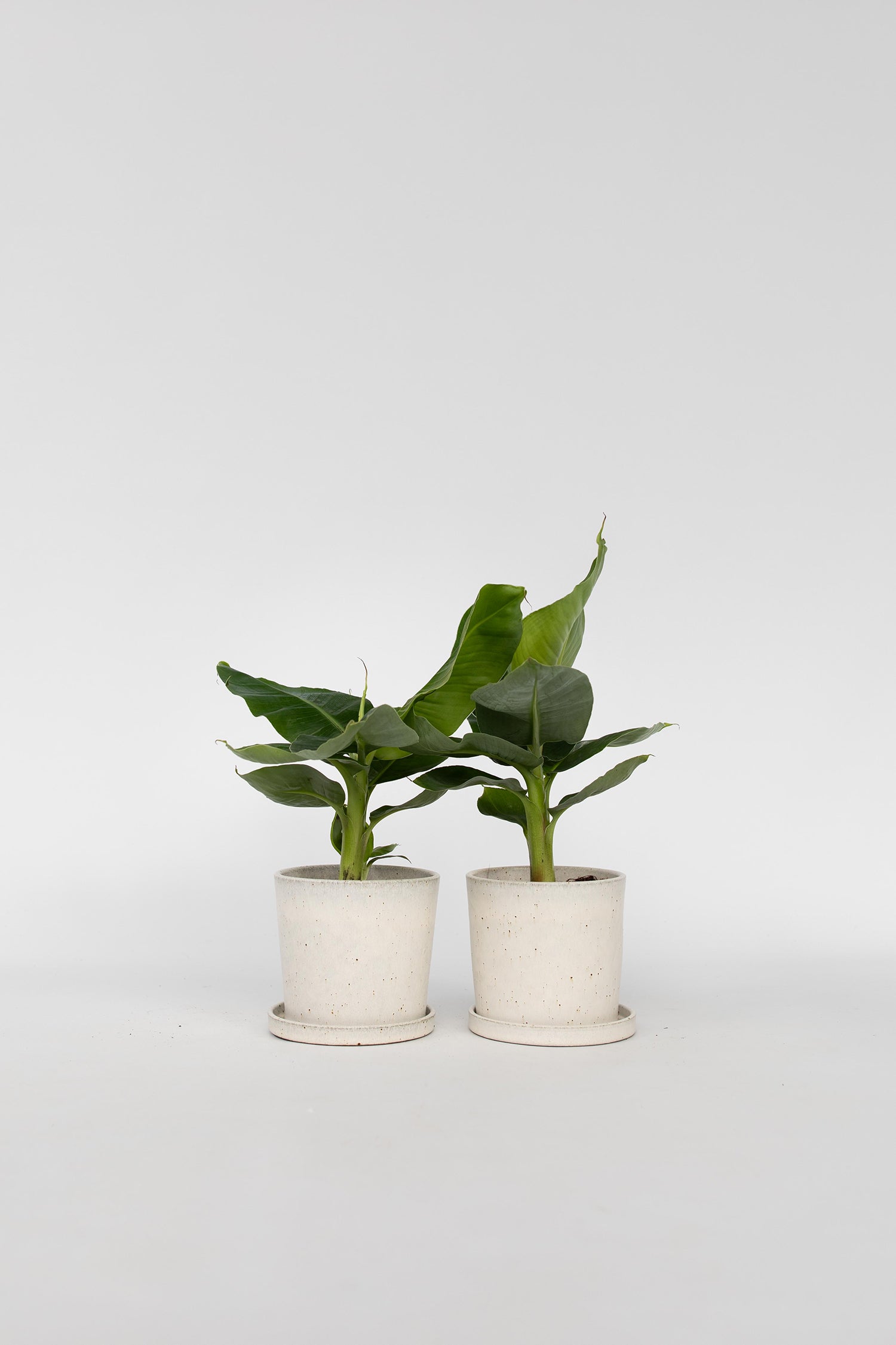Lot De 2 Bananiers D’Intérieur 'Musa Oriental Dwarf' – Plante D’Intérieur