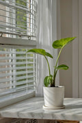 Alocasia Macrorrhiza – Plante D’Intérieur