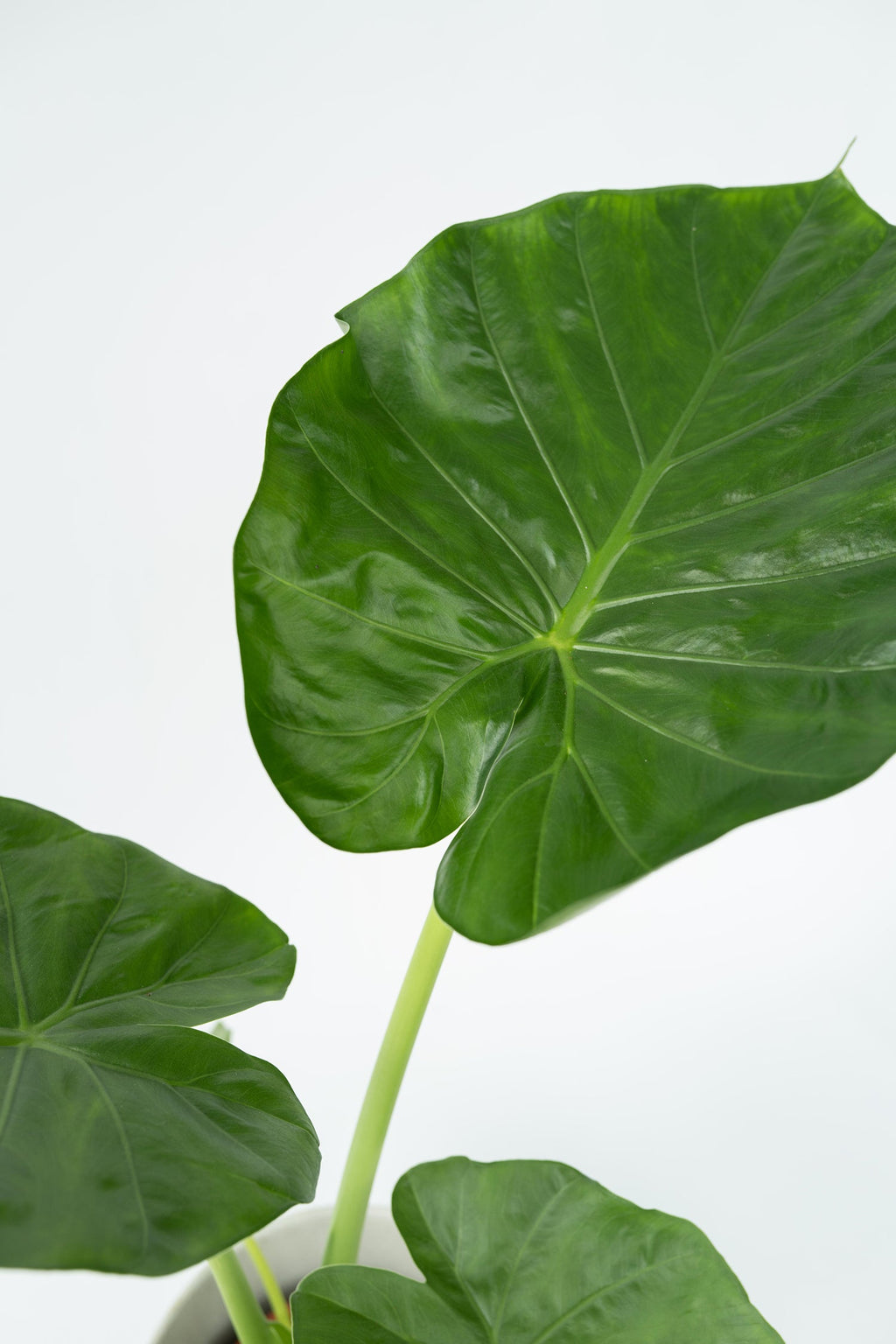 Alocasia Macrorrhiza – Plante D’Intérieur