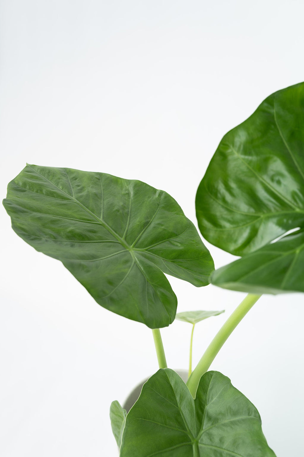 Alocasia Macrorrhiza – Plante D’Intérieur
