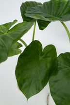 Alocasia Macrorrhiza – Plante D’Intérieur