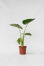 Alocasia Macrorrhiza – Plante D’Intérieur
