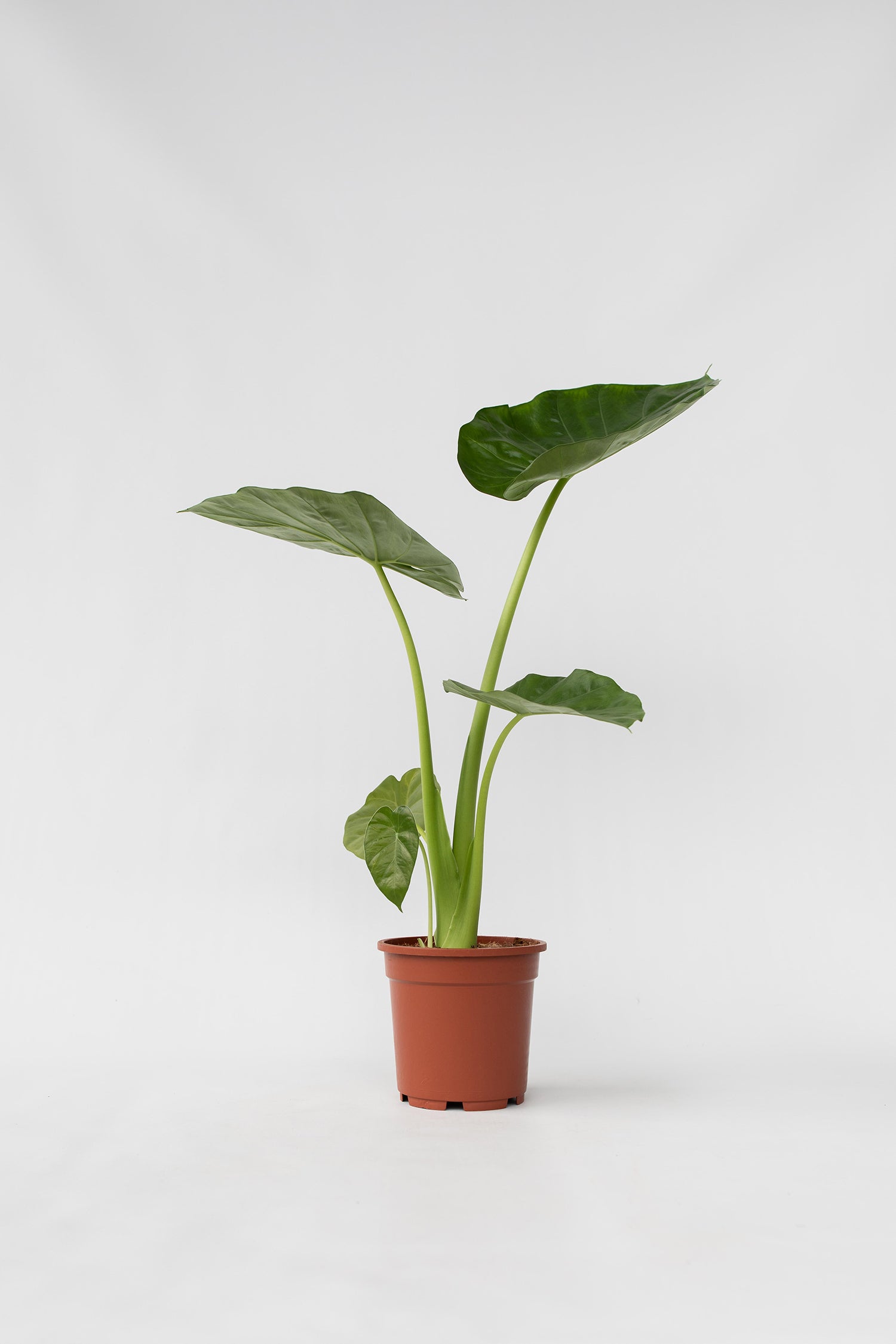 Alocasia Macrorrhiza – Plante D’Intérieur