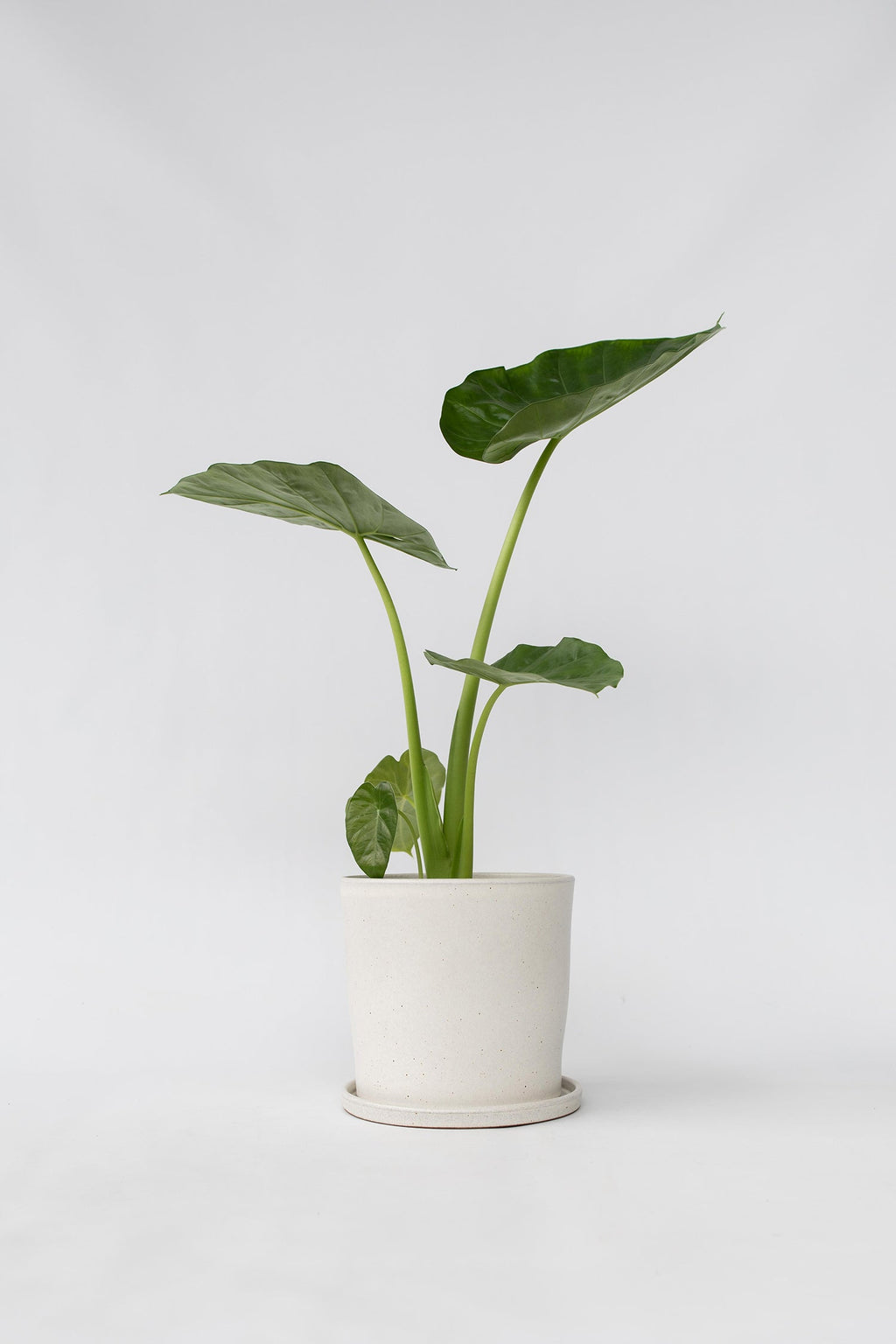 Alocasia Macrorrhiza – Plante D’Intérieur