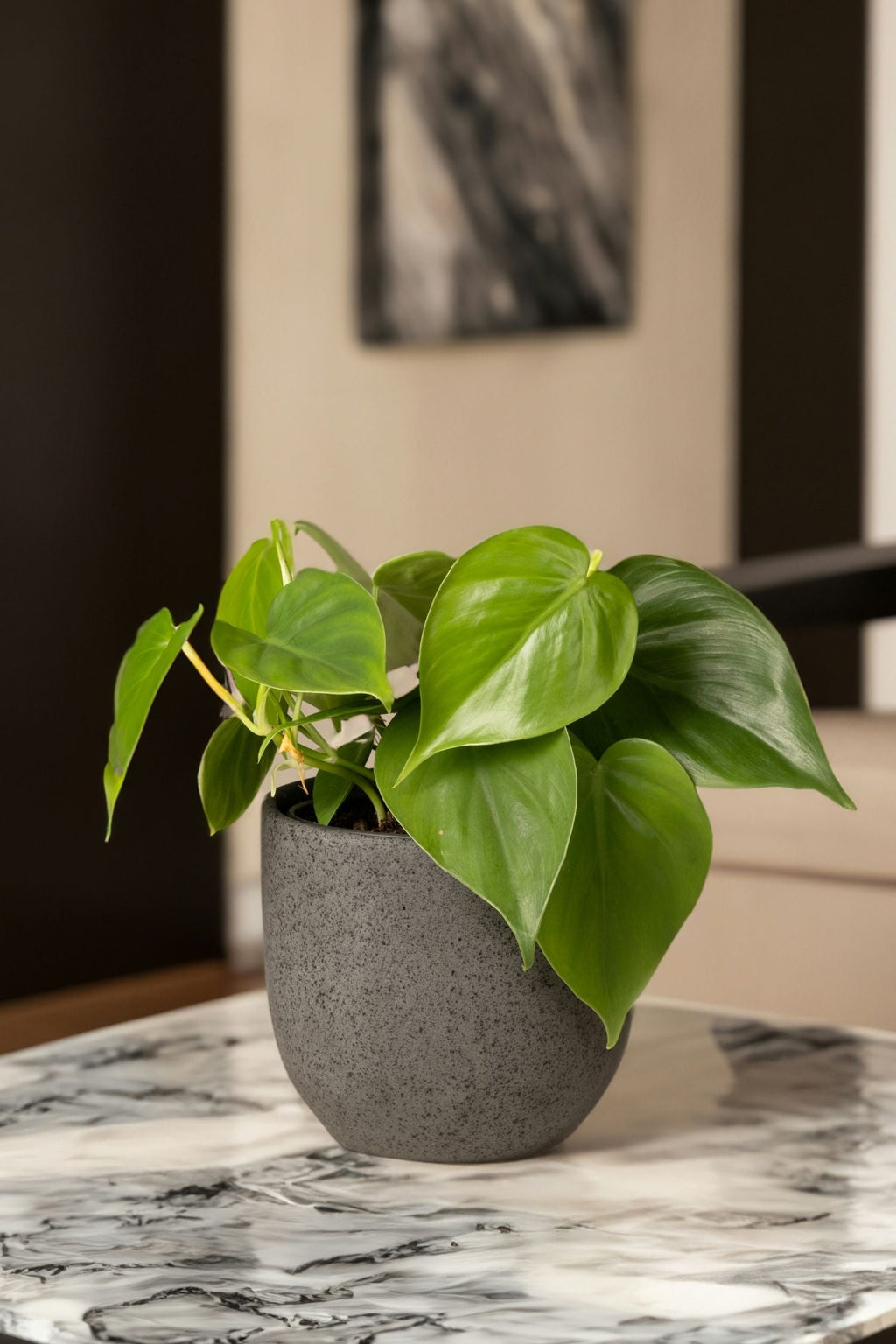 Lot De 2 Peperomia Raindrop – Plante D’Intérieur