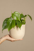 Lot De 2 Peperomia Raindrop – Plante D’Intérieur