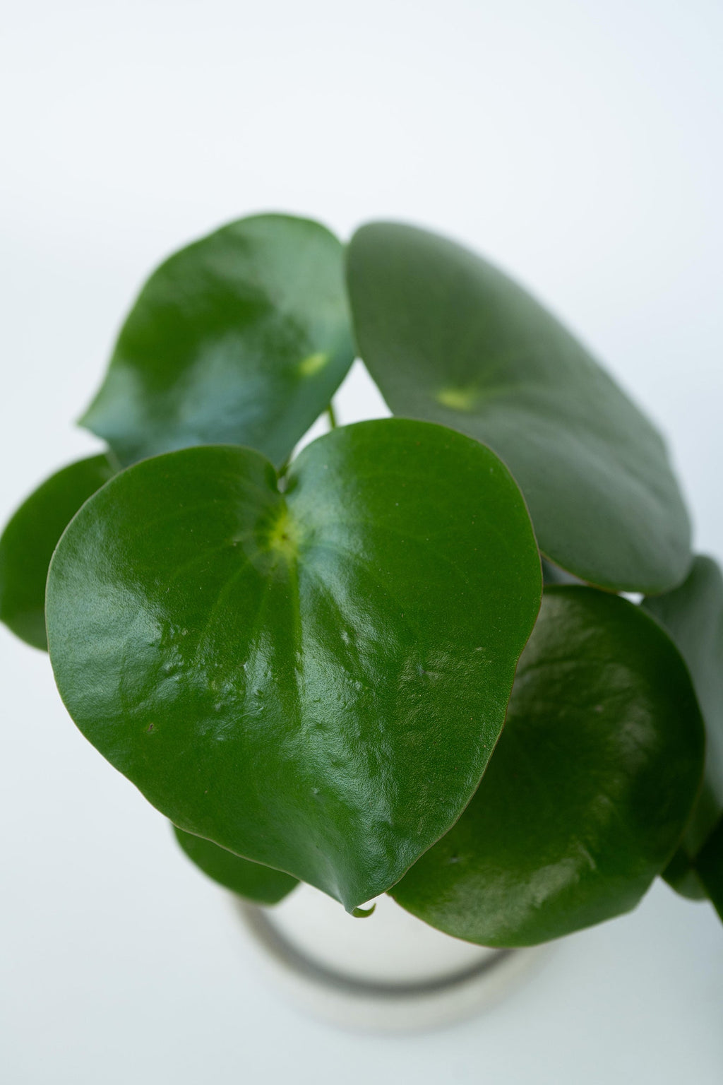 Lot De 2 Peperomia Raindrop – Plante D’Intérieur