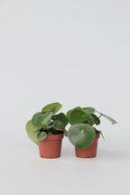 Lot De 2 Peperomia Raindrop – Plante D’Intérieur