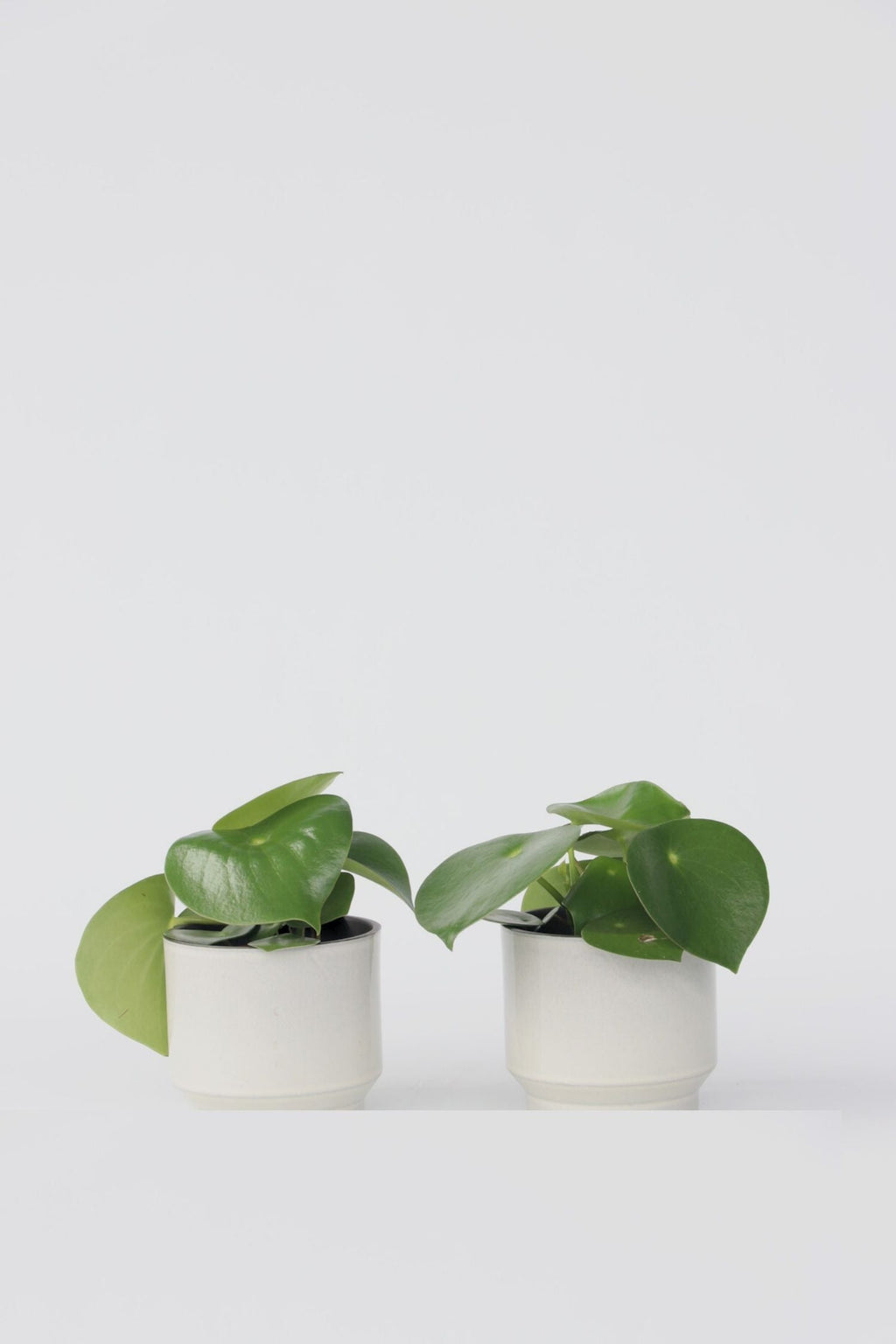 Lot De 2 Peperomia Raindrop – Plante D’Intérieur