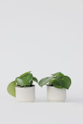 Lot De 2 Peperomia Raindrop – Plante D’Intérieur