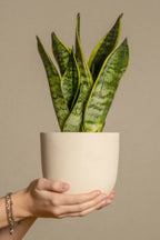 Lot De 2 Sansevieria Laurentii – Plante D’Intérieur