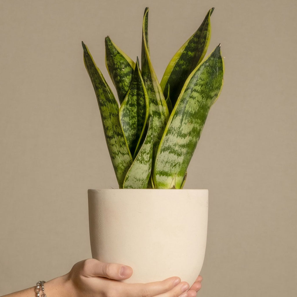 Lot De 2 Sansevières Laurentii – Plante D'Intérieur