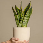 Lot De 2 Sansevières Laurentii – Plante D'Intérieur
