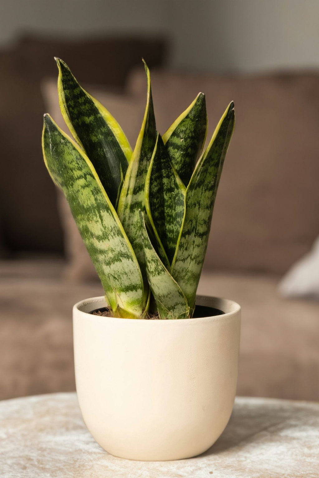 Lot De 2 Sansevieria Laurentii – Plante D’Intérieur