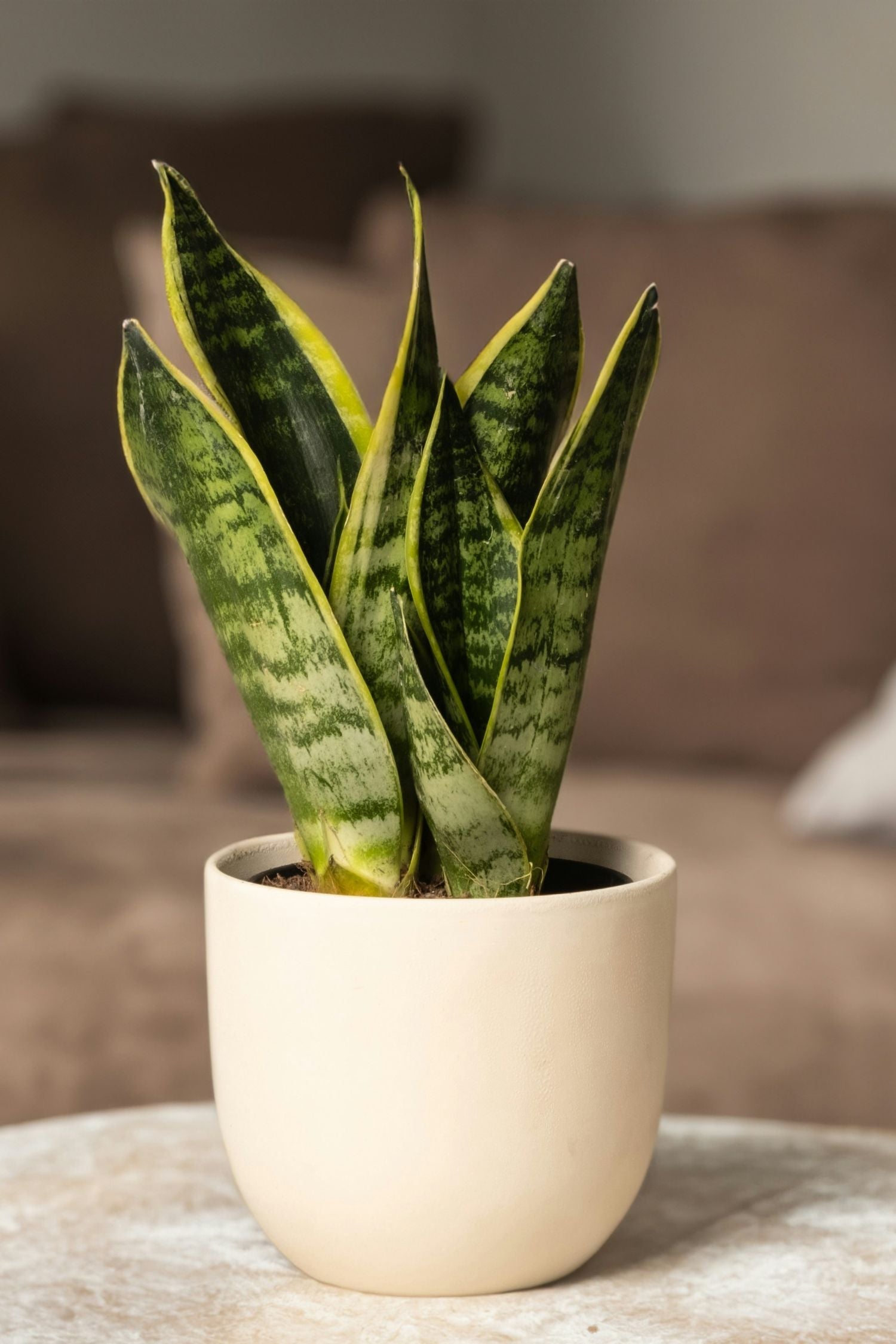 Lot De 2 Sansevieria Laurentii – Plante D’Intérieur