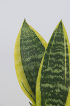 Lot De 2 Sansevieria Laurentii – Plante D’Intérieur