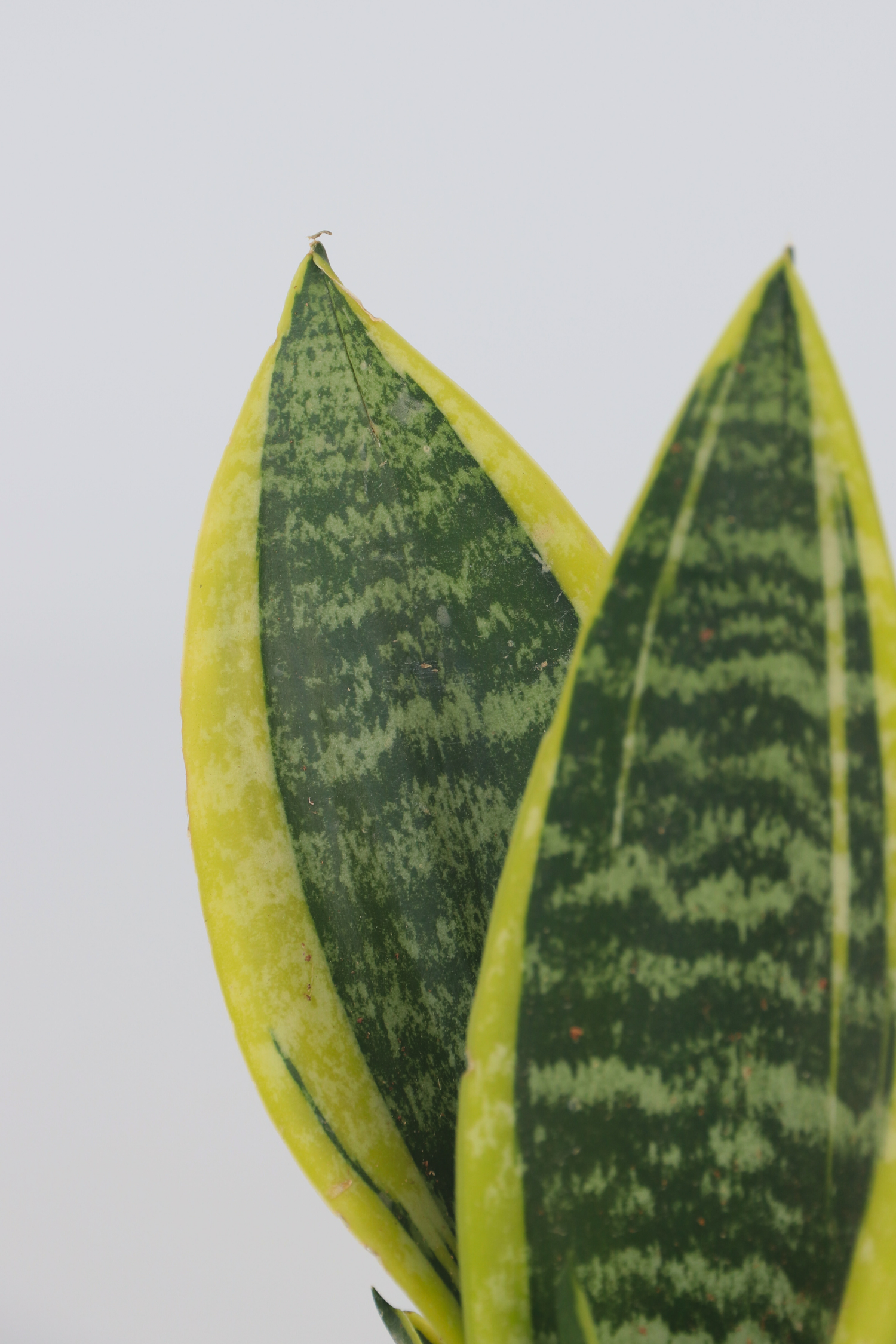 Lot De 2 Sansevieria Laurentii – Plante D’Intérieur