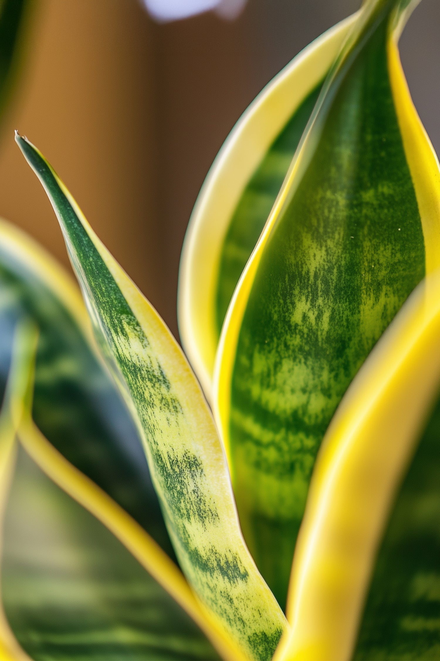 Lot De 2 Sansevieria Laurentii – Plante D’Intérieur