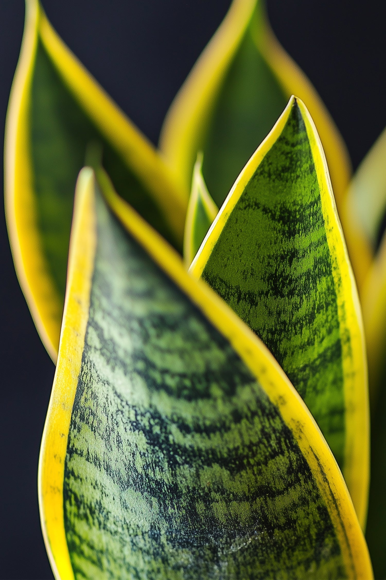 Lot De 2 Sansevieria Laurentii – Plante D’Intérieur
