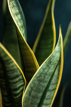 Lot De 2 Sansevieria Laurentii – Plante D’Intérieur