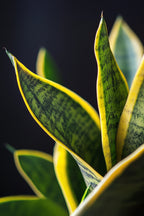 Lot De 2 Sansevieria Laurentii – Plante D’Intérieur