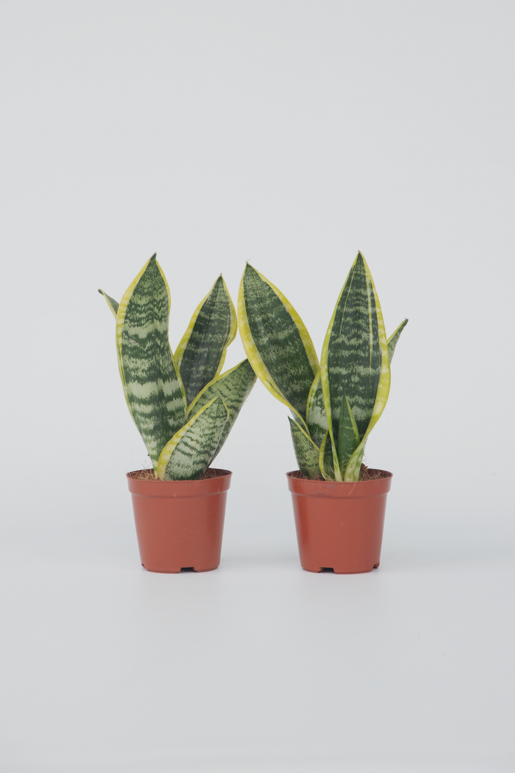 Lot De 2 Sansevieria Laurentii – Plante D’Intérieur
