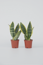 Lot De 2 Sansevieria Laurentii – Plante D’Intérieur