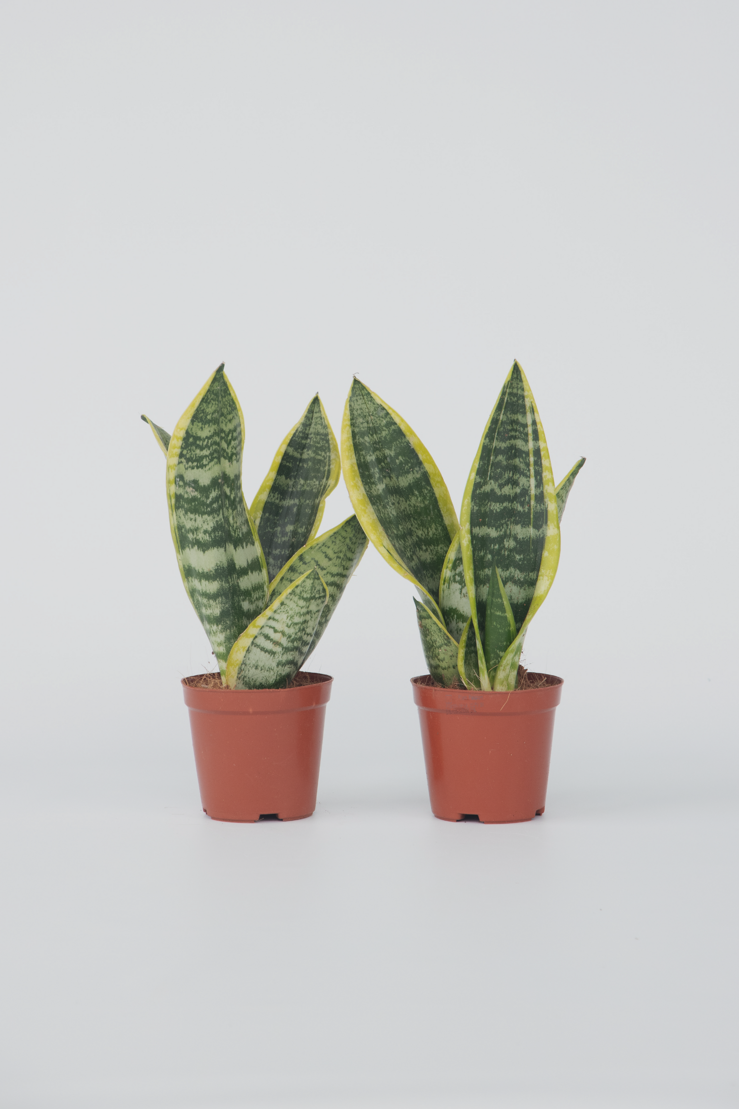 Lot De 2 Sansevieria Laurentii – Plante D’Intérieur