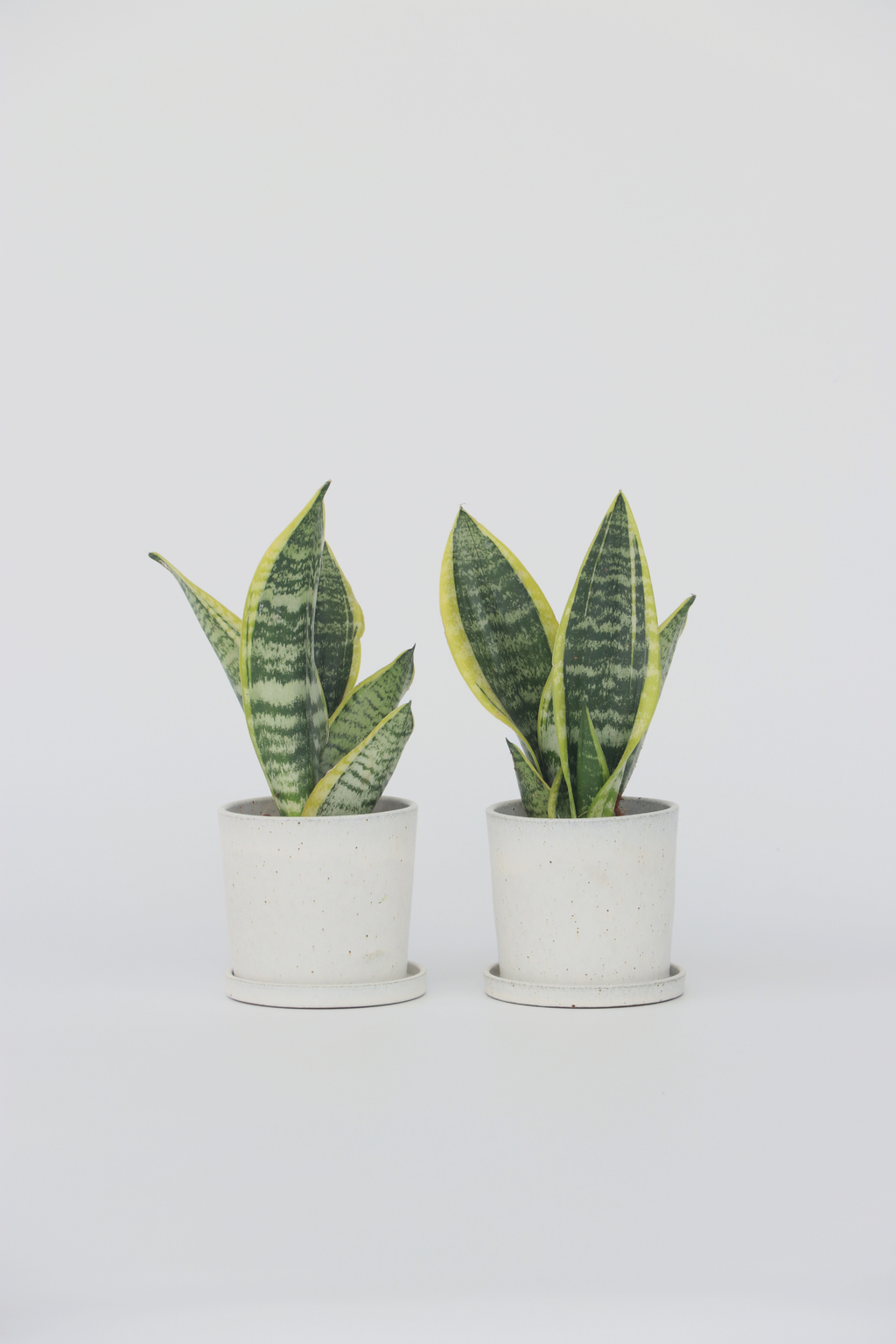 Lot De 2 Sansevieria Laurentii – Plante D’Intérieur