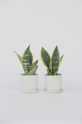 Lot De 2 Sansevieria Laurentii – Plante D’Intérieur