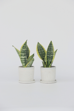 Lot De 2 Sansevieria Laurentii – Plante D’Intérieur