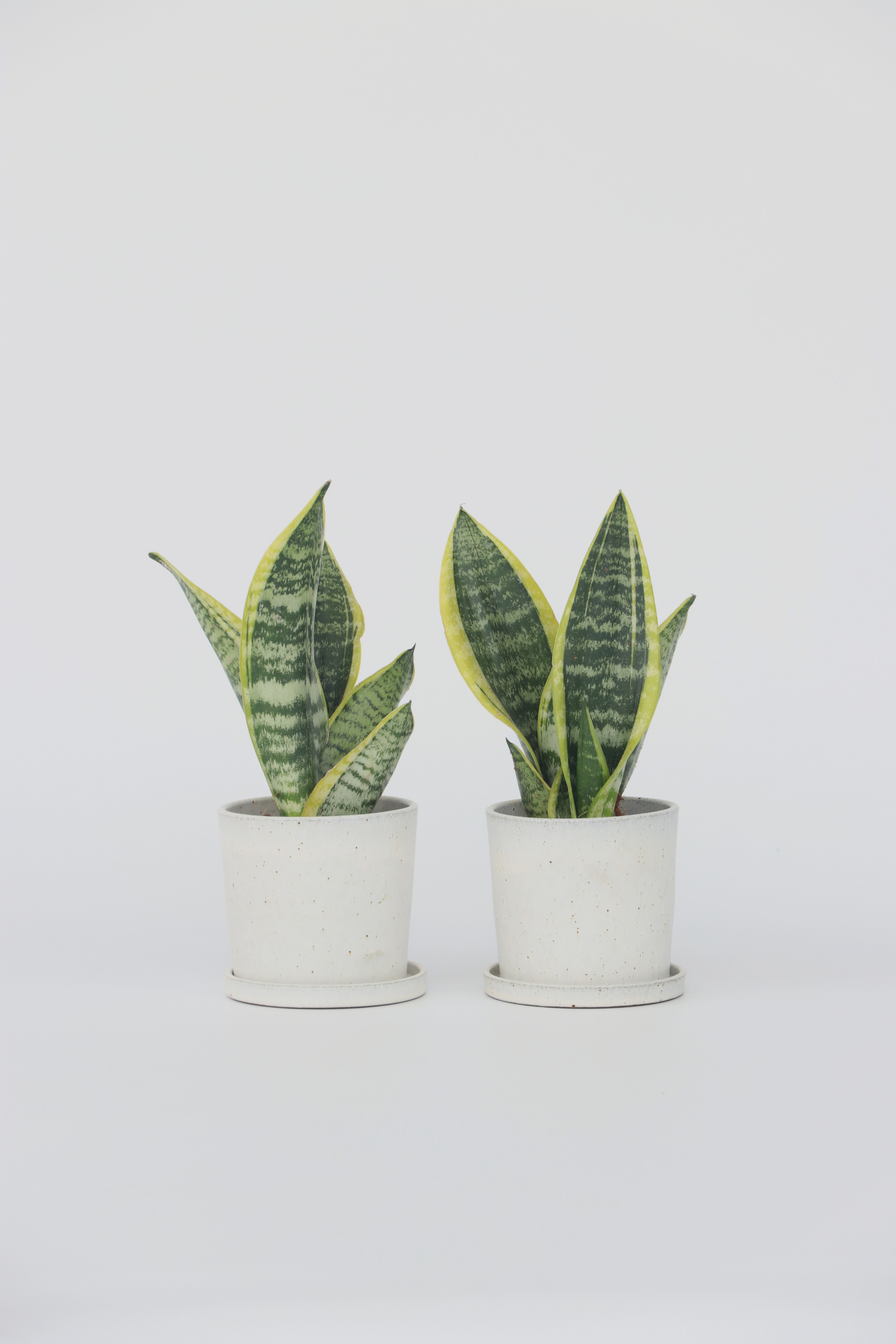 Lot De 2 Sansevieria Laurentii – Plante D’Intérieur
