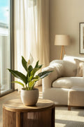 Lot De 2 Spathiphyllum « Fleur De Lune » – Plante D’Intérieur