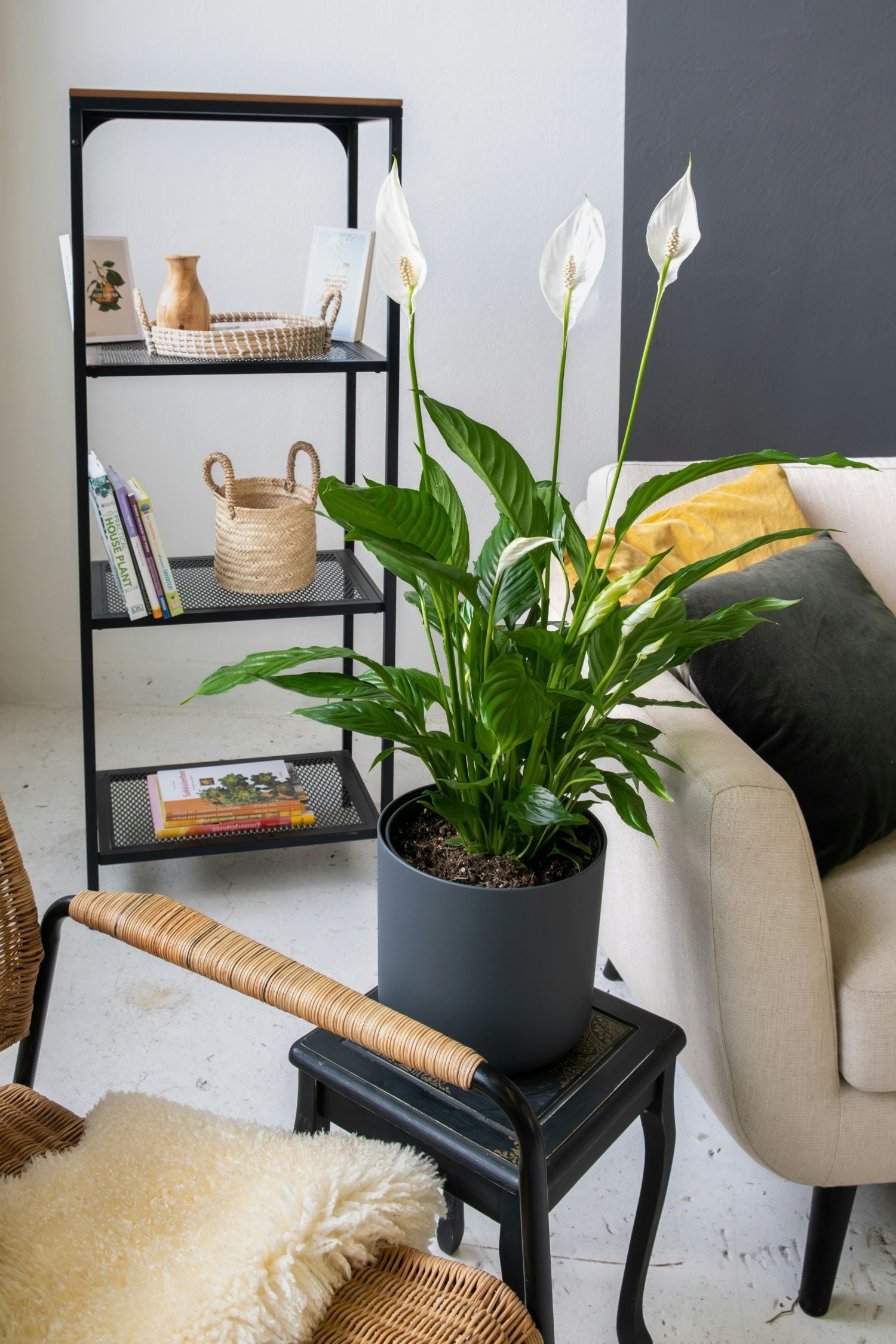 Lot De 2 Spathiphyllum « Fleur De Lune » – Plante D’Intérieur