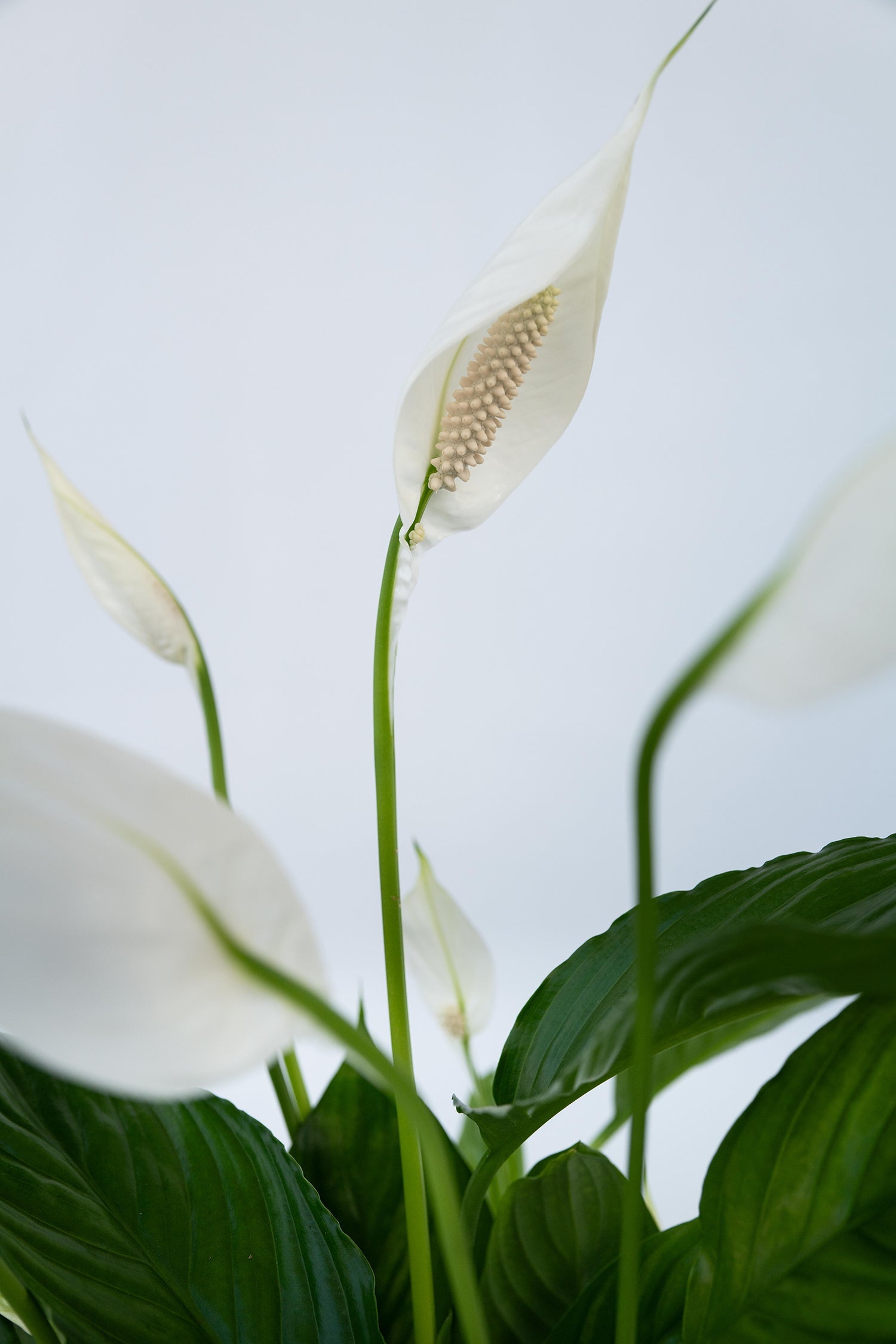 Lot De 2 Spathiphyllum « Fleur De Lune » – Plante D’Intérieur
