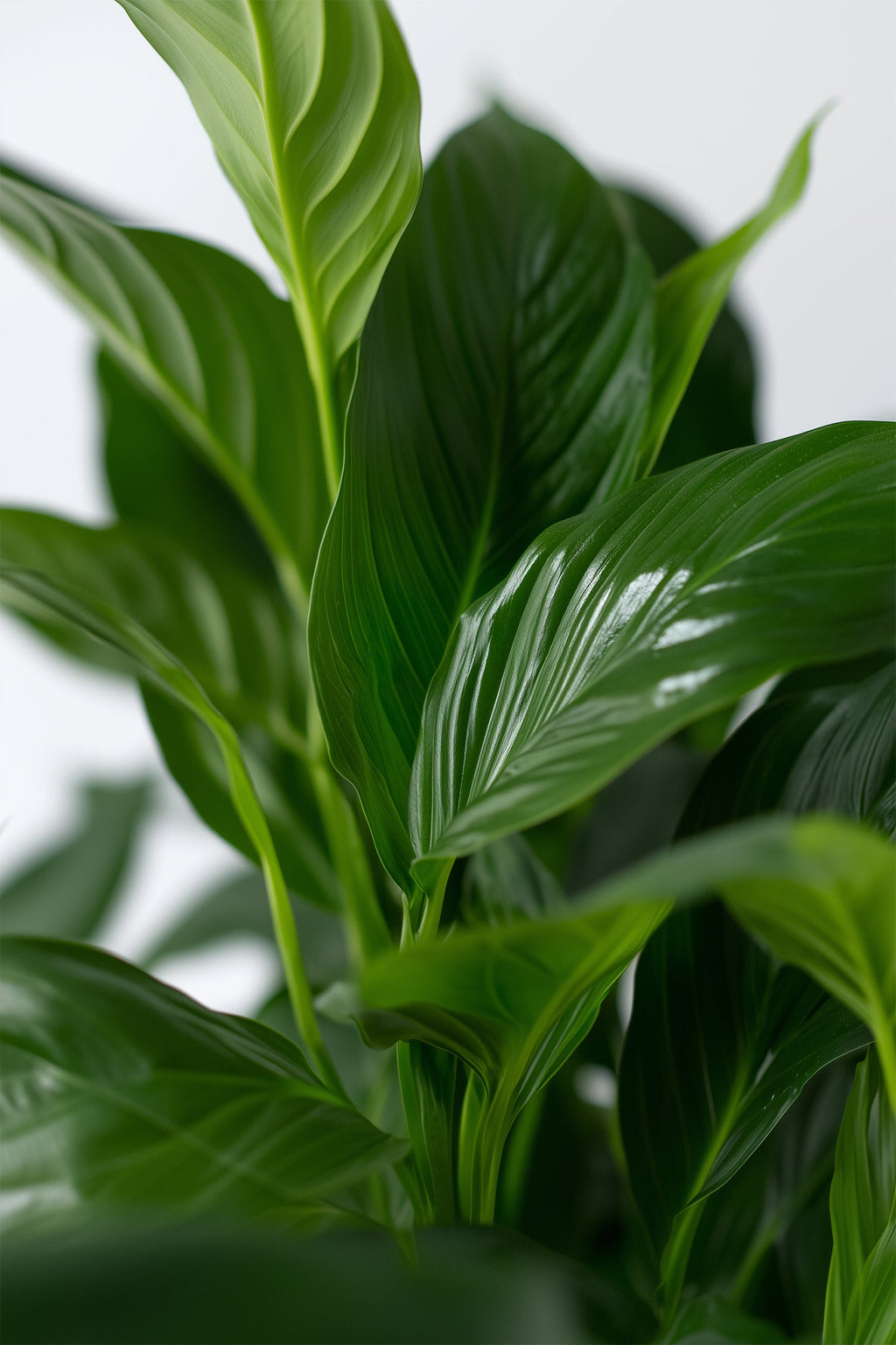 Lot De 2 Spathiphyllum « Fleur De Lune » – Plante D’Intérieur