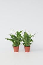 Lot De 2 Spathiphyllum « Fleur De Lune » – Plante D’Intérieur