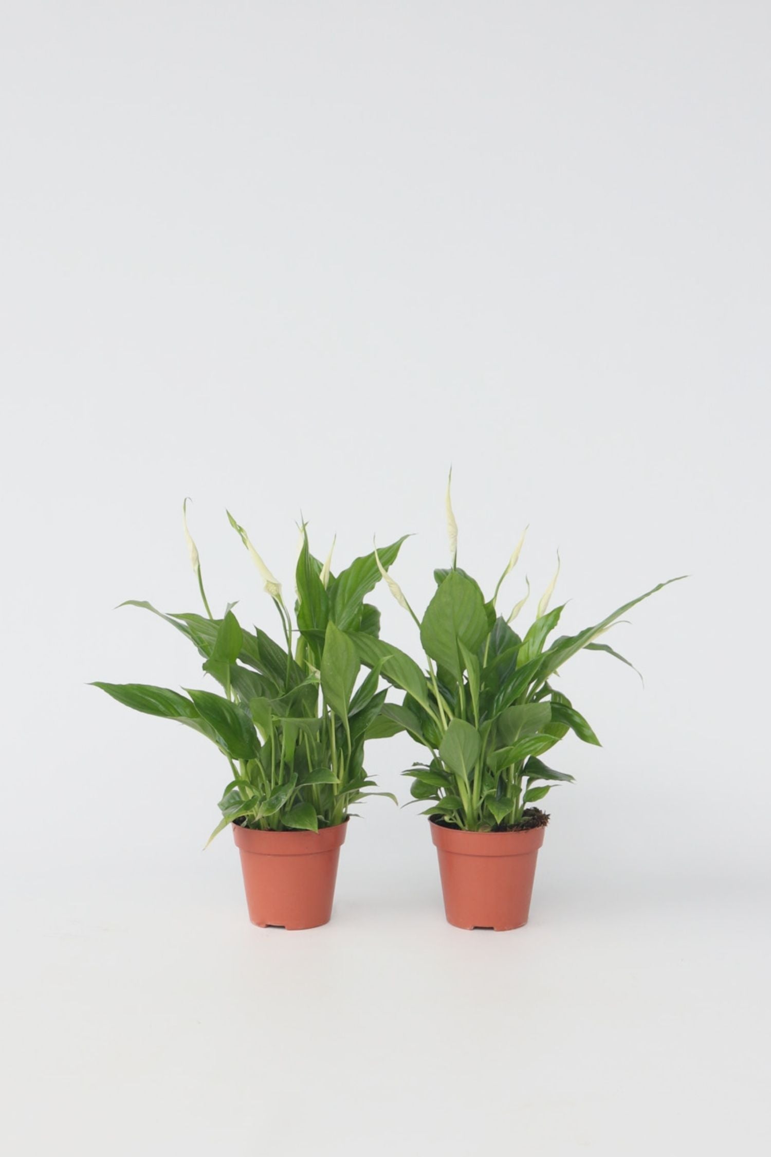 Lot De 2 Spathiphyllum « Fleur De Lune » – Plante D’Intérieur