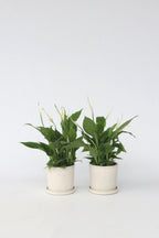 Lot De 2 Spathiphyllum « Fleur De Lune » – Plante D’Intérieur