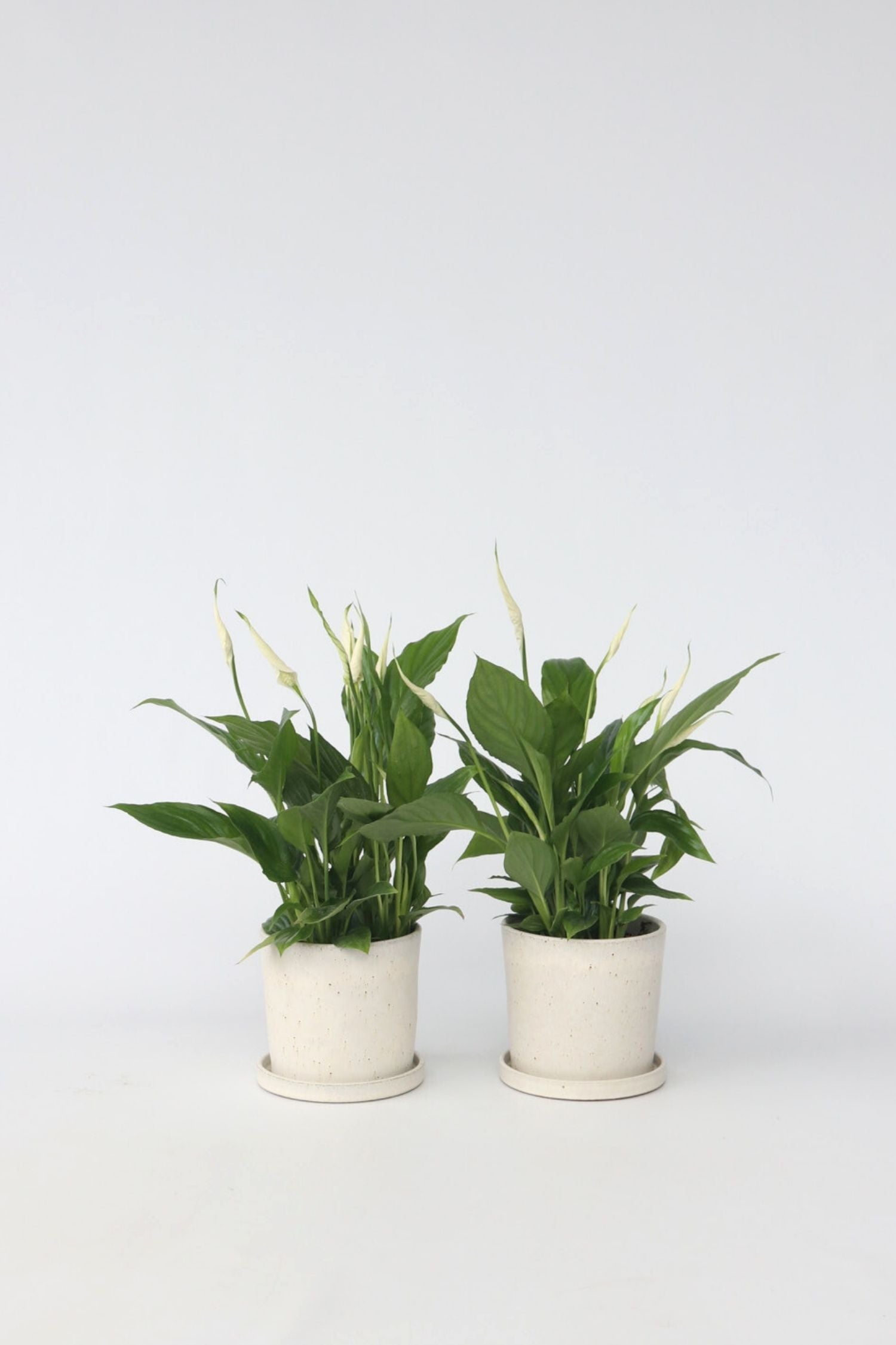 Lot De 2 Spathiphyllum « Fleur De Lune » – Plante D’Intérieur