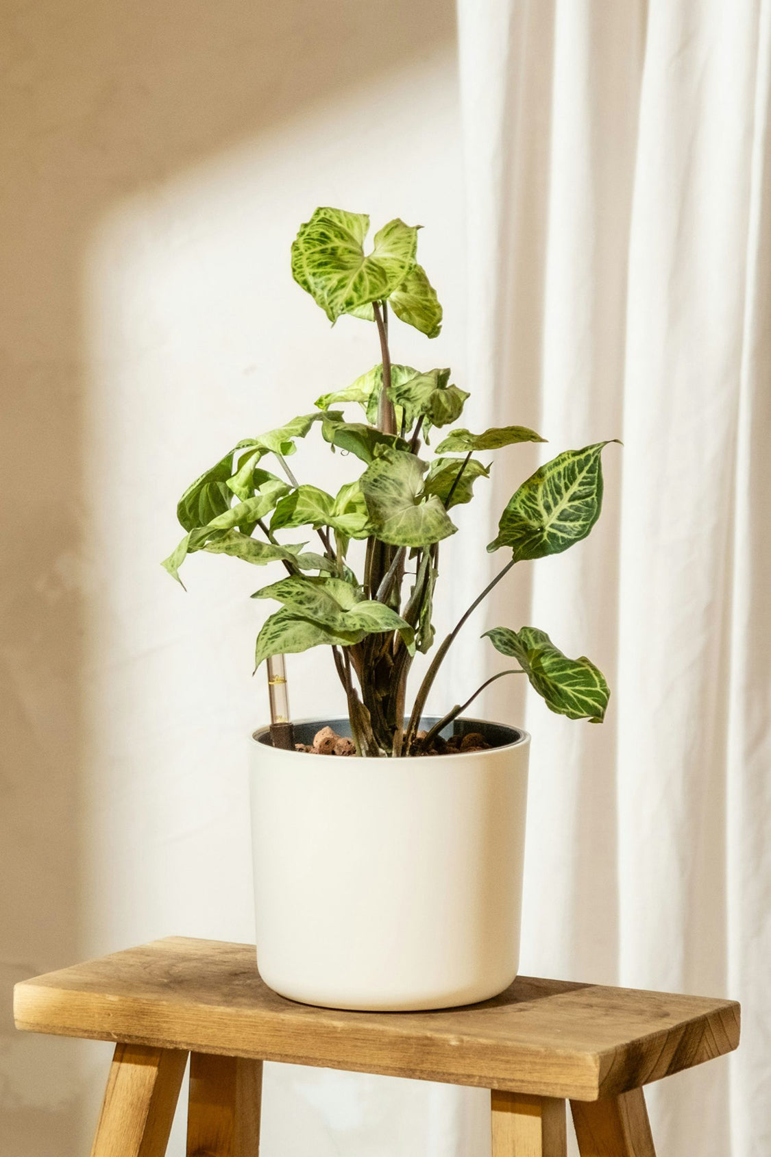 Lot De 2 Syngonium 'Pixie' – Plante D’Intérieur
