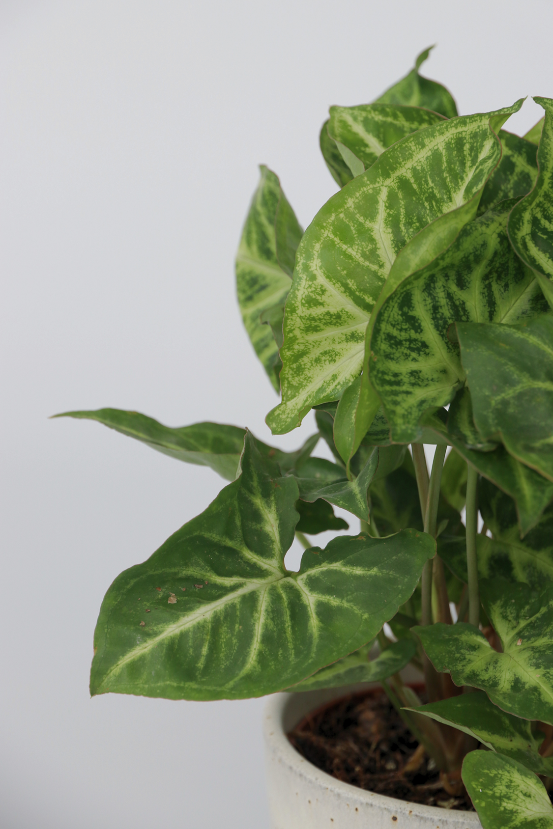 Lot De 2 Syngonium 'Pixie' – Plante D’Intérieur