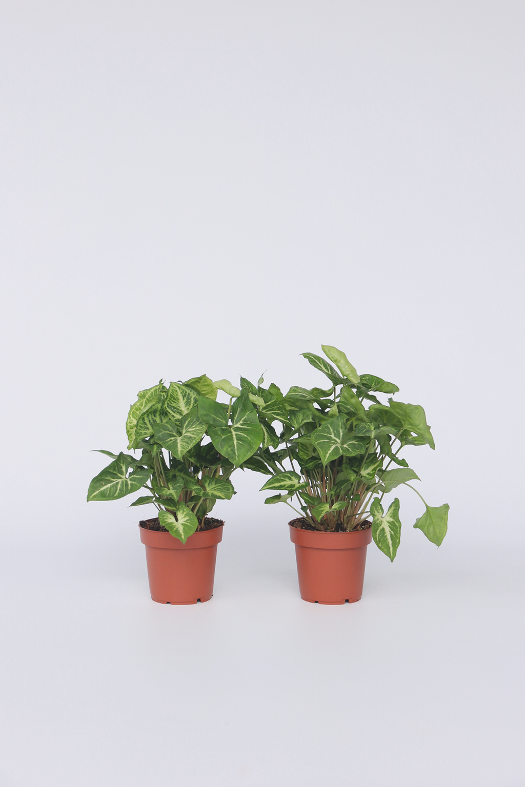 Lot De 2 Syngonium 'Pixie' – Plante D’Intérieur