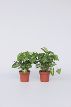 Lot De 2 Syngonium 'Pixie' – Plante D’Intérieur