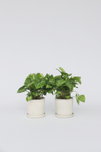 Lot De 2 Syngonium 'Pixie' – Plante D’Intérieur