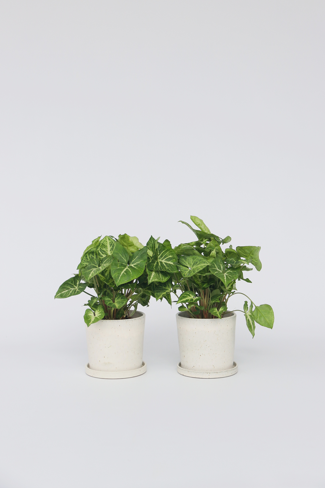 Lot De 2 Syngonium 'Pixie' – Plante D’Intérieur